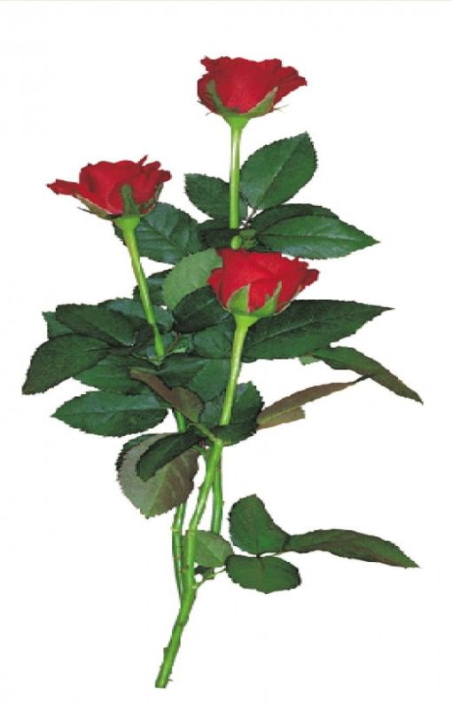 3 Red Roses